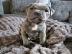 American Staffordshire Terrier Welpen Wh