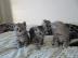 BKH B�rchen in silber-tabby,Whiskask�tzc