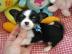 Super s��e mini chihuahua welpen mit pap