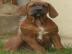 Tosa Inu mit  Papiere - sch�ne H�ndin