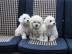 Reinrassige Bichon Frise Welpen