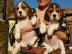 Charmant Beagle-Welpen