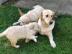 Reinrassige golden retriever Welpen.  .  . 