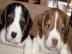beagle-Welpen