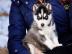 Reinrassige Siberian Husky Welpen