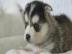 S??e Pomsky-Welpen erh?ltlich
