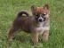 Shiba Inu Welpen