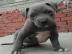 American Welpen Blue-Line Pit Bull