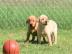 Labrado Retriever puppies