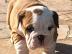 Englische Bulldoggenwelpen