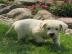 M?nnliche und weibliche Golden Retriever
