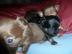 Mini  Chihuahua Babys fur 165 euro