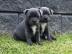 Pitbul-Welpen whatsapp Nummer +436504851