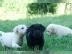 Labrador Welpen