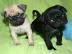 Mops Welpen FCI Stammbaum