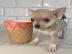 Chihuahua-Welpen zu verkaufen
