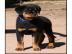 Rottweiler Welpen mit ADRK Papieren!