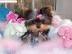 Yorkshire Terrier Welpen - R�de