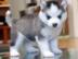 Siberian Husky Welpen zu verkaufen