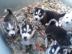 Typvolle Siberian Husky Welpen
