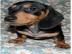 Dachshund- Welpen