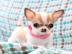 Chihuahua Welpen mit Papiere Chip Impfun
