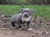 American Blue-Line Pit Bull Terrier Welp
