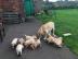 S??e Labrador Retriever Welpen erh?ltlic