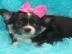 Chihuahua Welpen