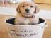 Wundersch�ne Golden Retriever Welpen f�r