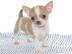 S��e (Tea-CupChihuahua) Welpen