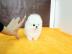 Super~s��e~zwergspitze~pomeranian~ welpe