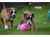 Sch�ne Boxerwelpen 12 Wochen. 