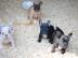 Franz�sische Bulldogge Welpe mit Papiere