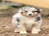 Weihnachten Australian shepherd Welpen ,