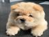 S��e Chow Chow Welpen whatsapp nummer +4