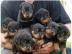 Rott. weiler sucht sofort eine neue Fami