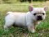 Franz�sische Bulldoggen Welpe Blau Schec