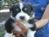 Bildh�bsche Aussie welpen