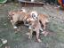 Englisch Bulldoggen Welpen suchen ein Zu