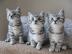 Britisch Kurzhaar BKH Silver-Tabby