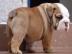 English bulldoge