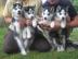 Mini pomsky Welpen auf der Suche nach