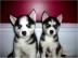 reinrassige sibirische Husky-Welpen