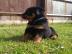 Wundersch�ne reinrassige Rottweilerwelpe