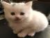 Super s��e Maine Coon X Angora K�tzchen