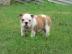 Englische Bulldoggen Welpen