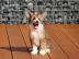 Chinesischer Schopfhund/Chinese crested