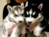 Schattige und schattige Siberian Husky-W