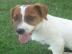 m�nnliche und weibliche Jack-Russell-Wel
